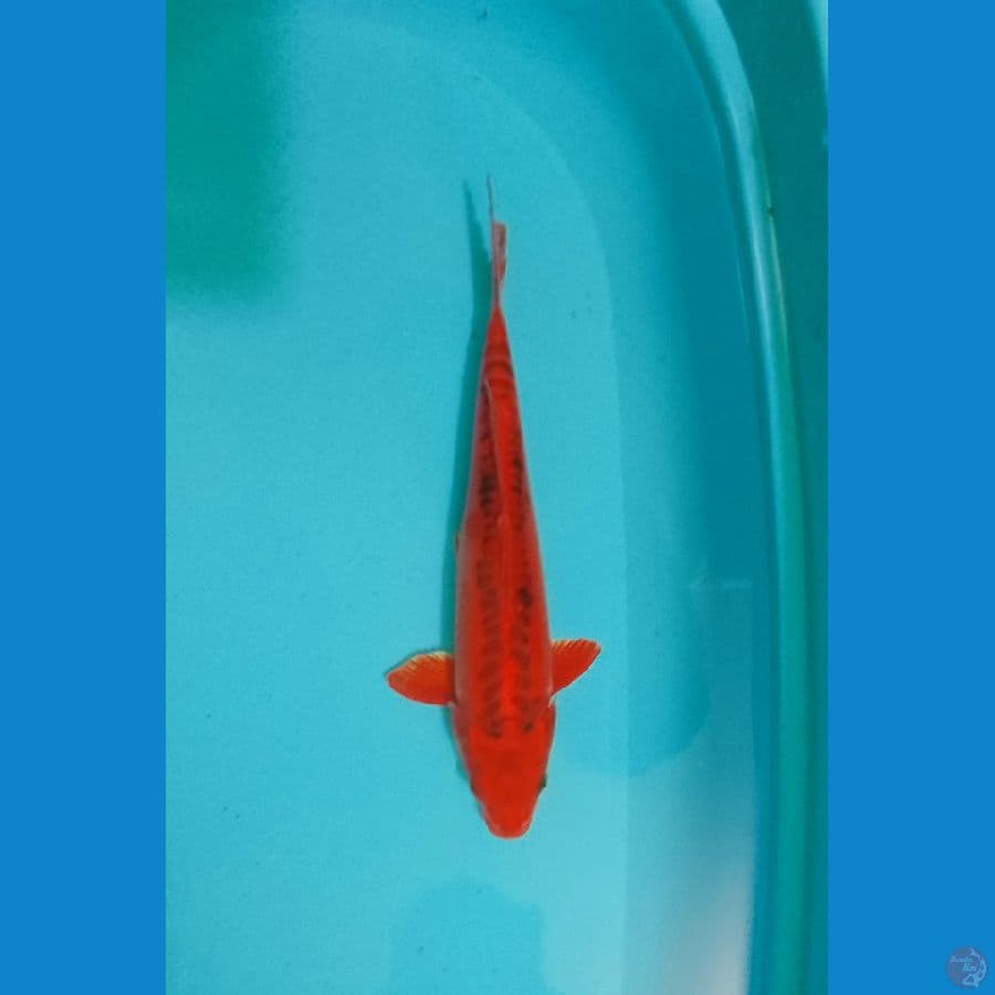 Mizuho 34cm (M)