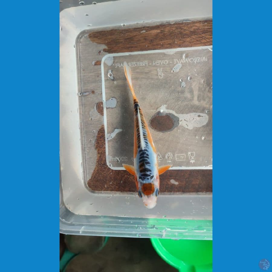 shusui 15 cm