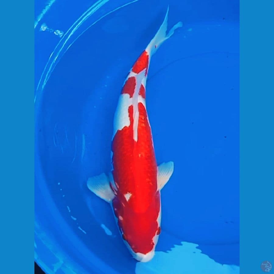55bu kohaku f1 merah jozz