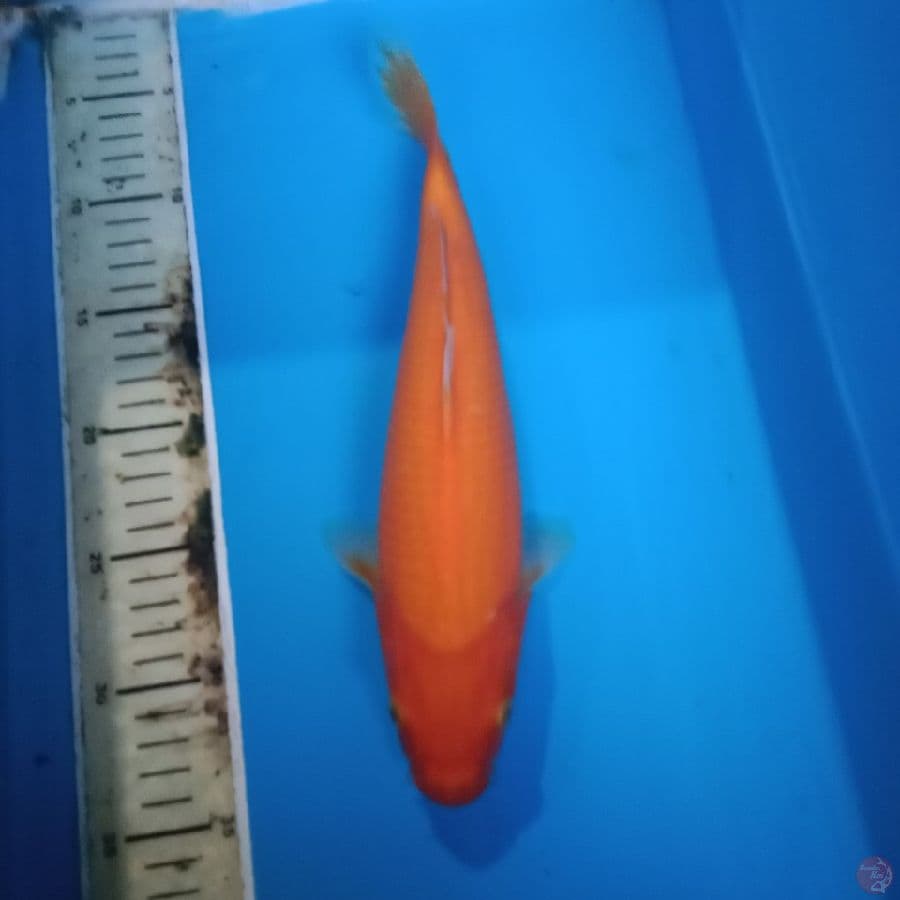 Akahajiro 30 cm