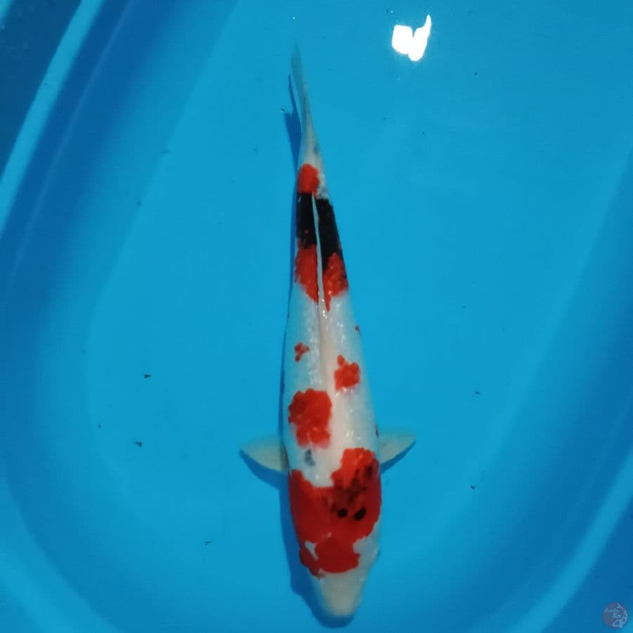 Showa gindrin f43 cm