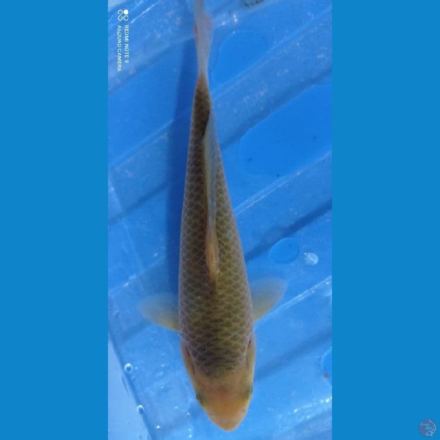 ready Show caramel 15 cm