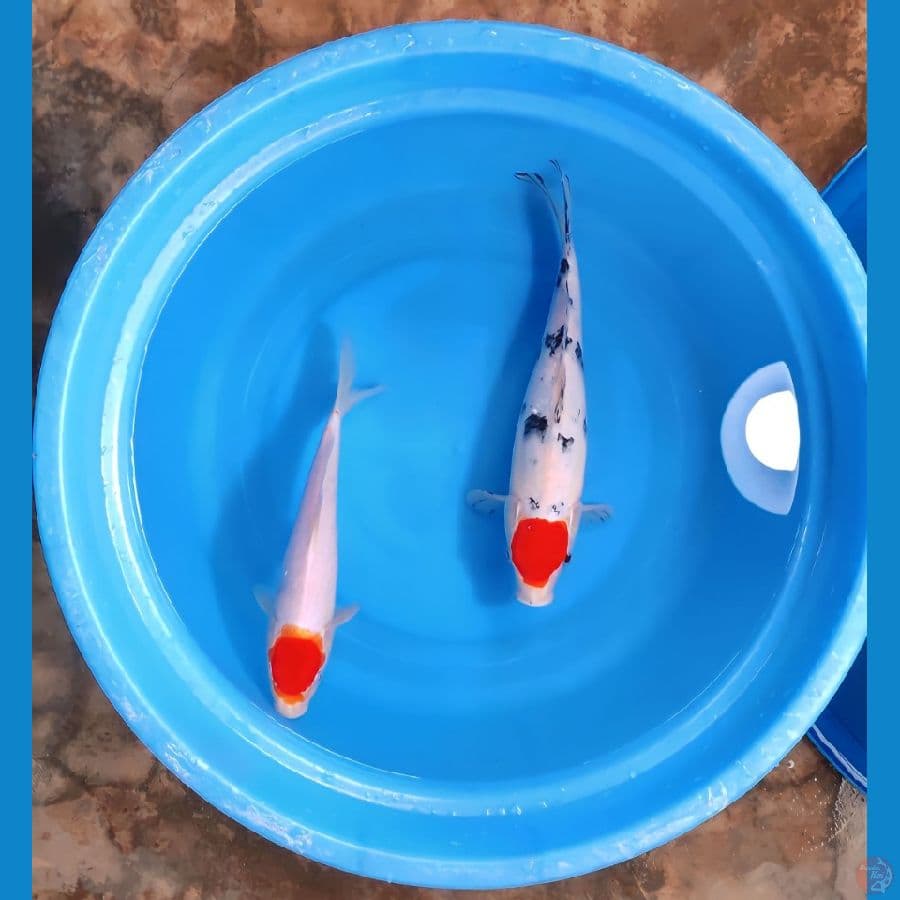TANCHO 25 - 28 CM