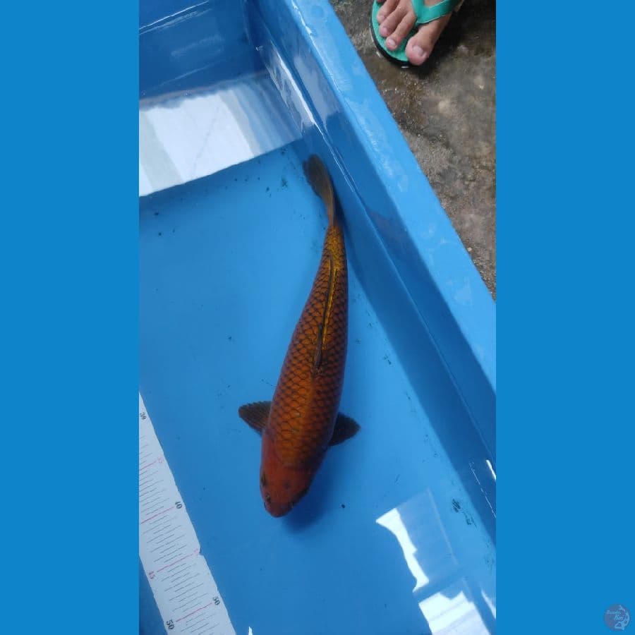 caghoi berpunuk 37cm male jozzz
