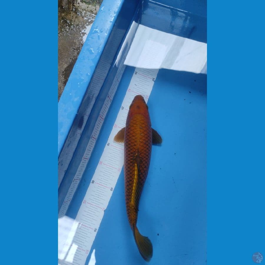 caghoi berpunuk 37cm male jozzz