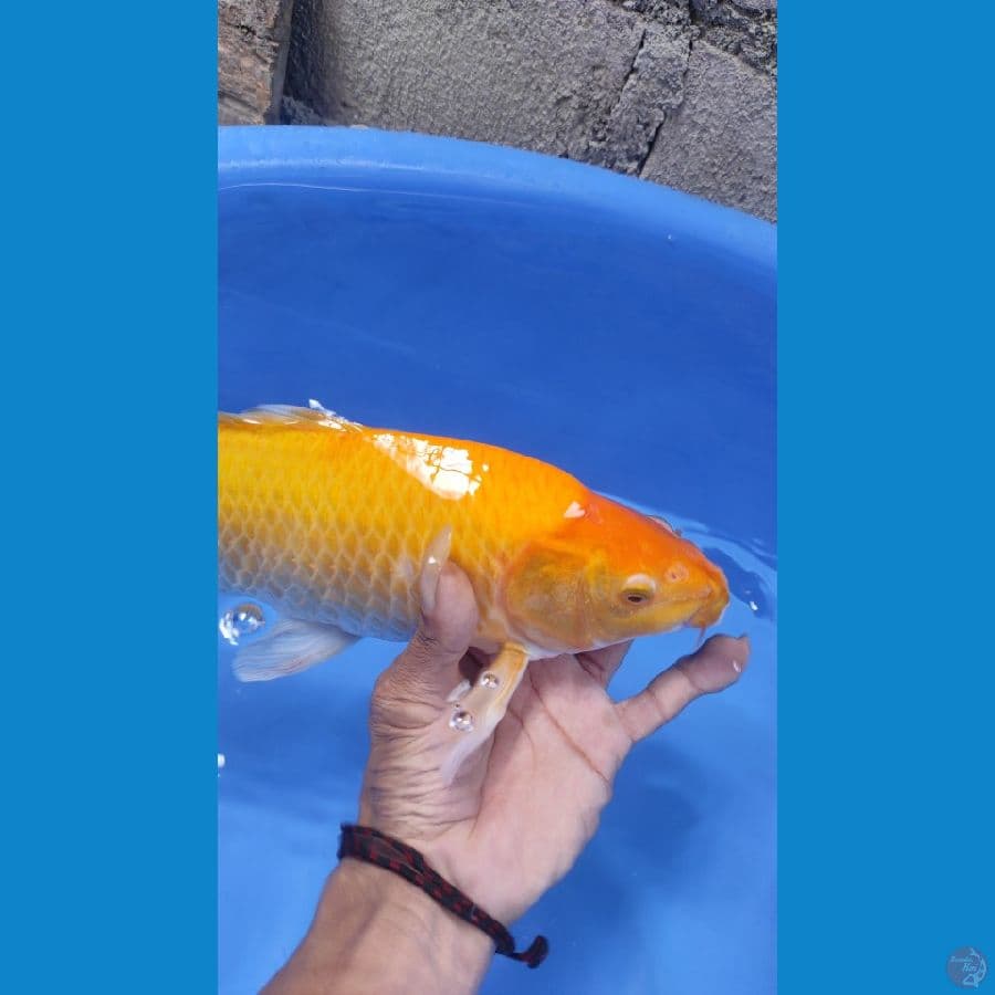 karashi corn mata merah 36up male munuk
