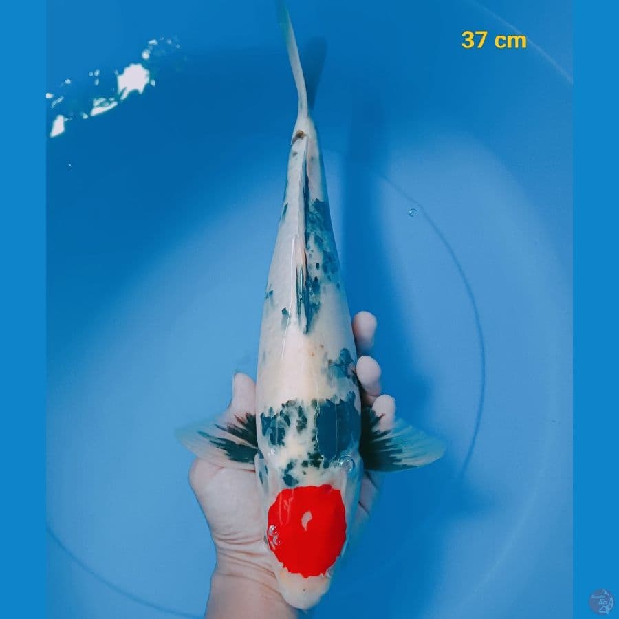 SQ tancho showa male 37 cm