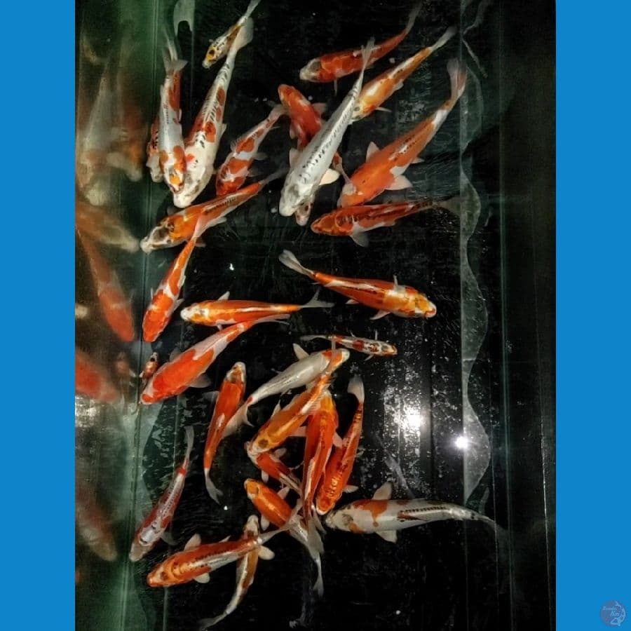 paket antik 20-27cm {25ekor}
