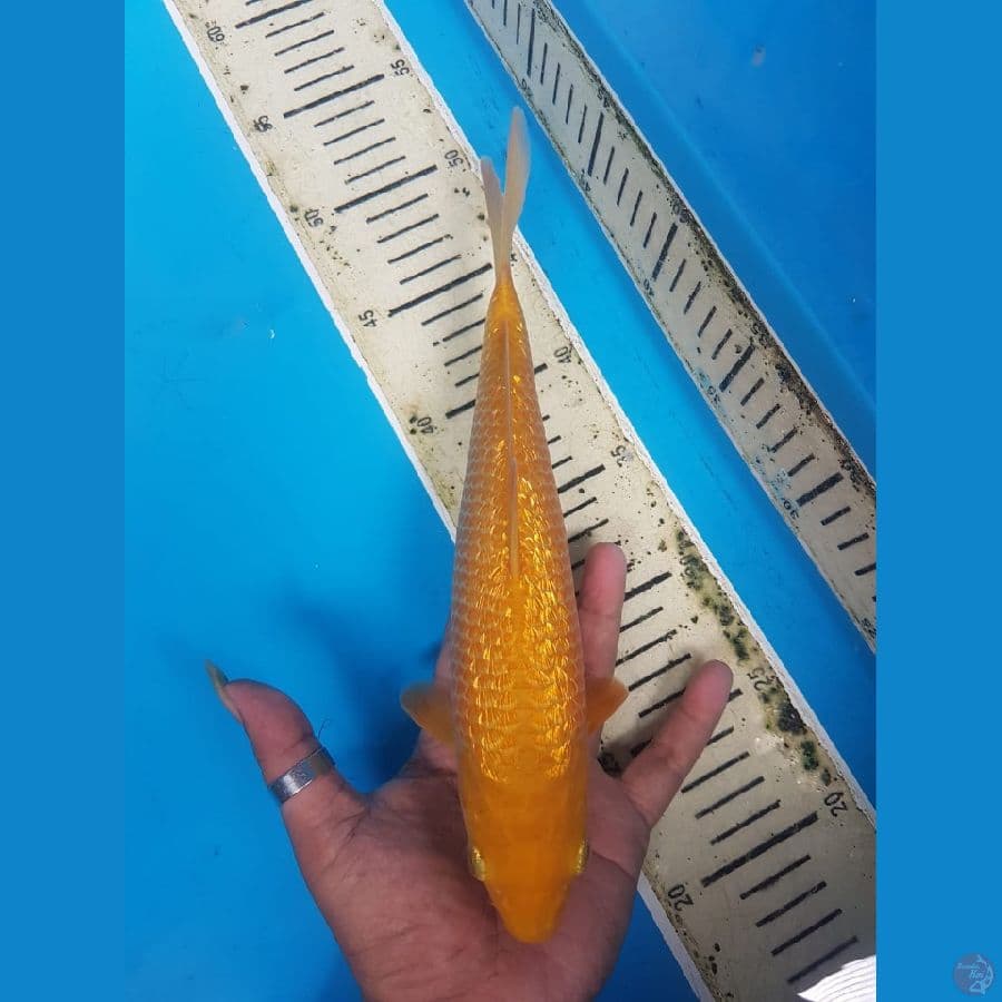 Karamel cron 27cm fuull ginrin SQ