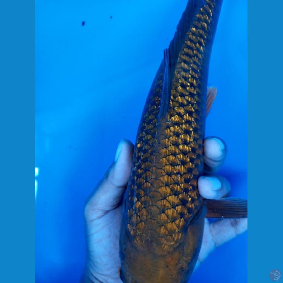 CHAGOI TEMBAGA GINRIN SQ