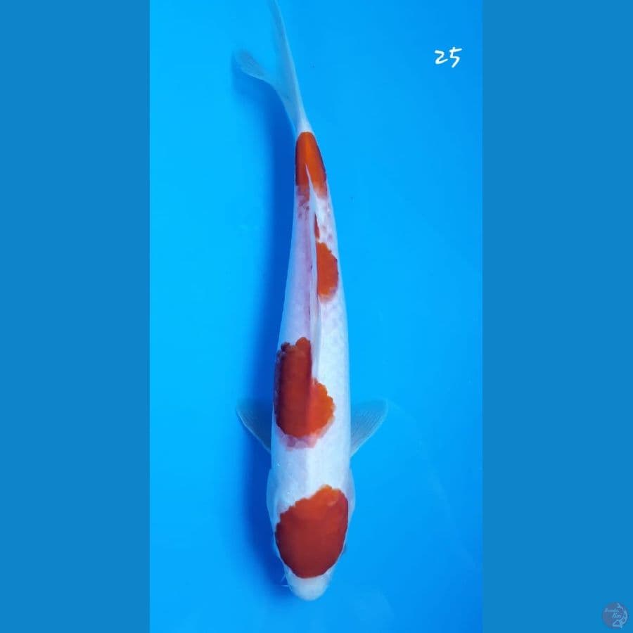 Kohaku 25cm