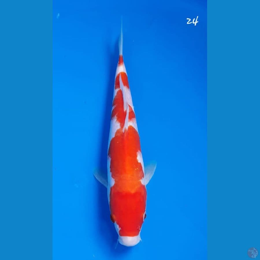 Kohaku 24cm