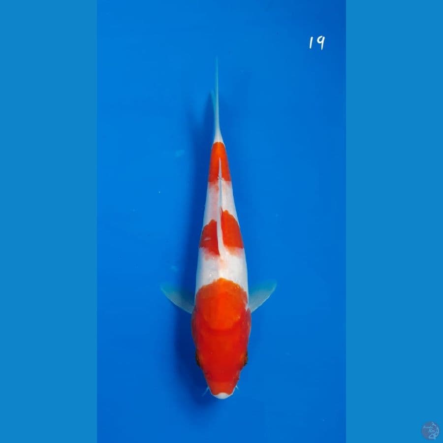 Kohaku 19cm