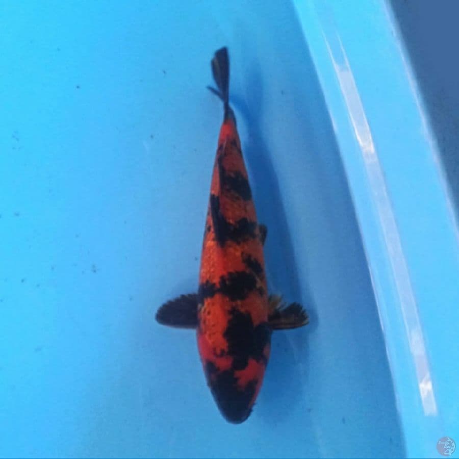 Utsuri 27 cm