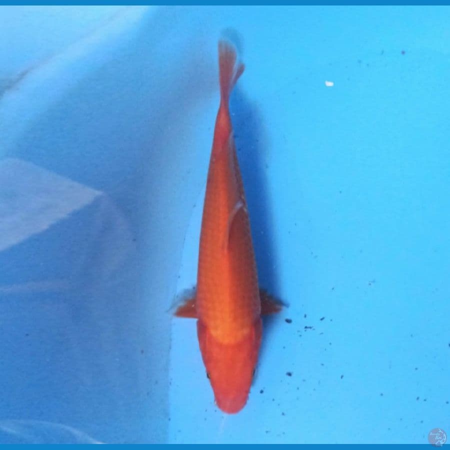 Utsuri 27 cm
