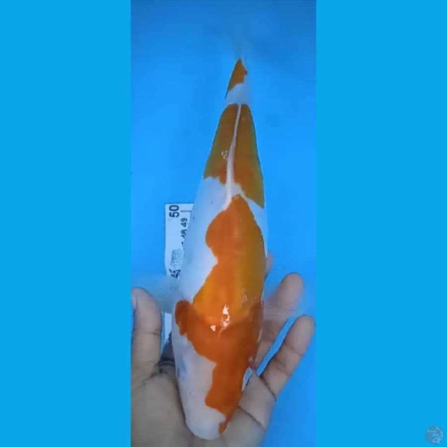 DOITSU #33cm