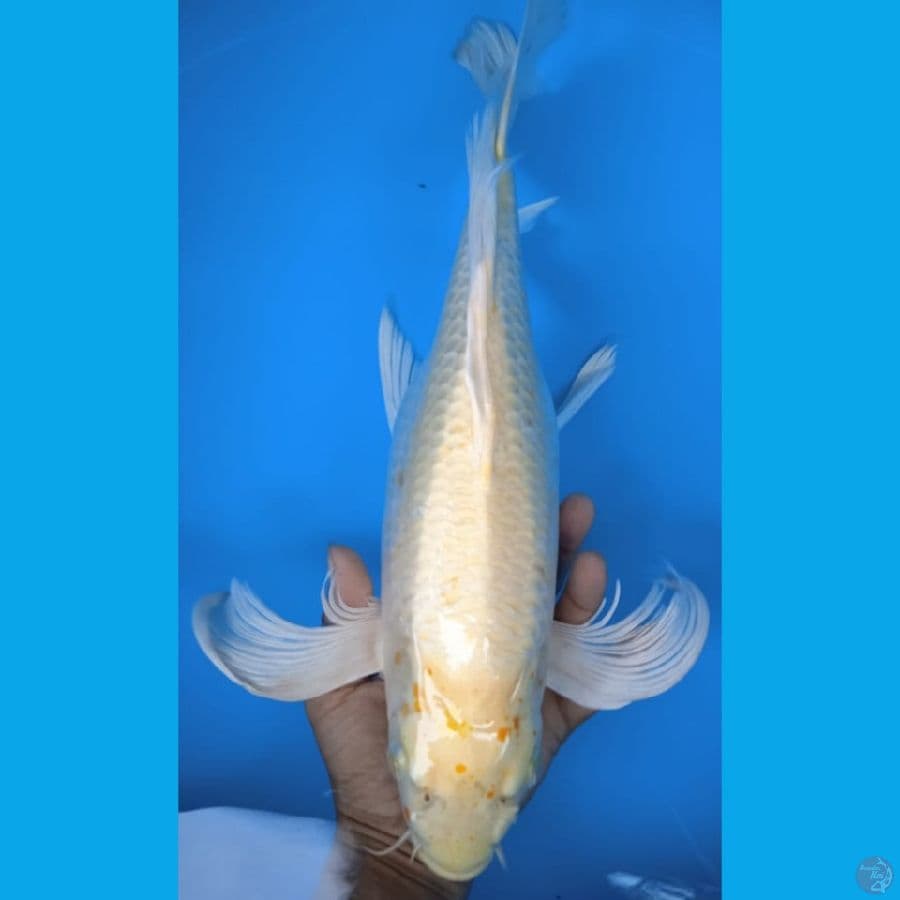KUMPAY #42cm