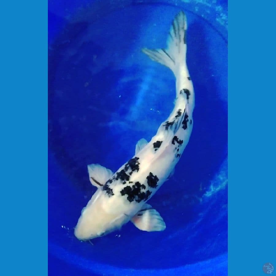 aka beko male 41cm