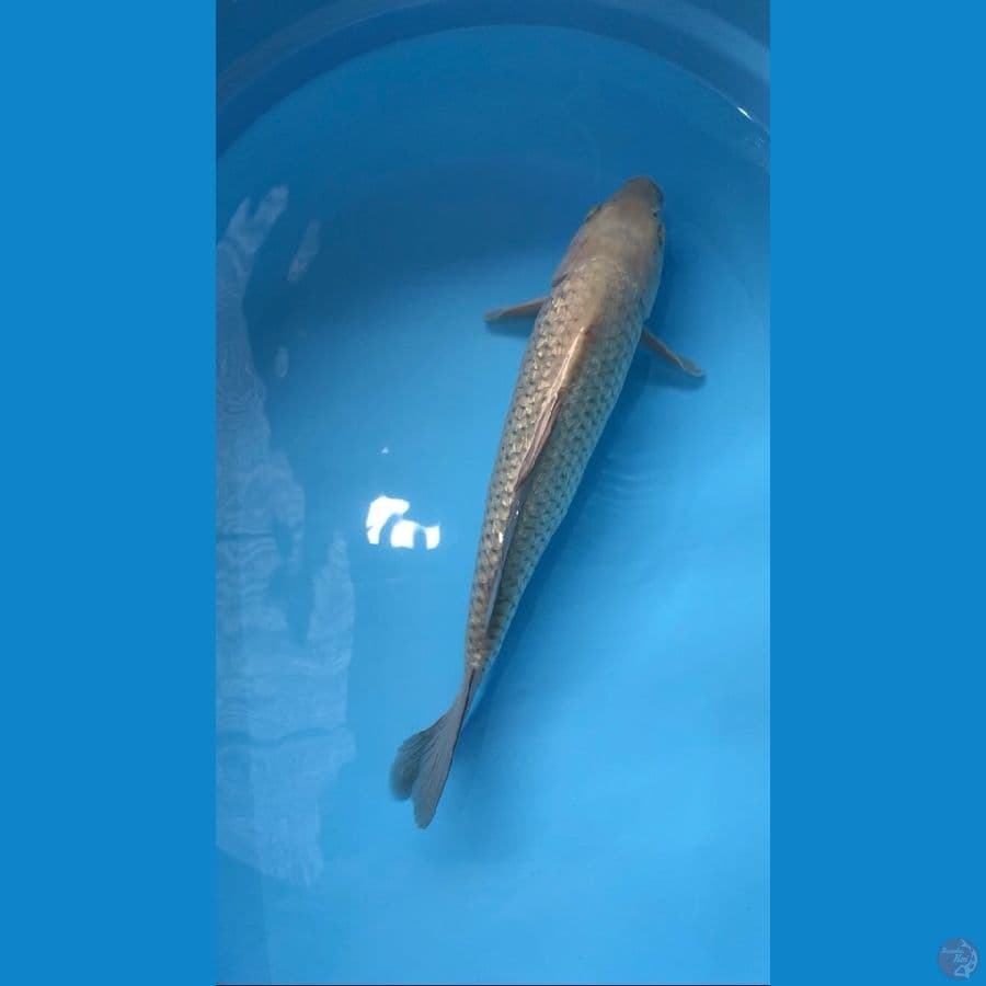 soragoi gindrin 40cm