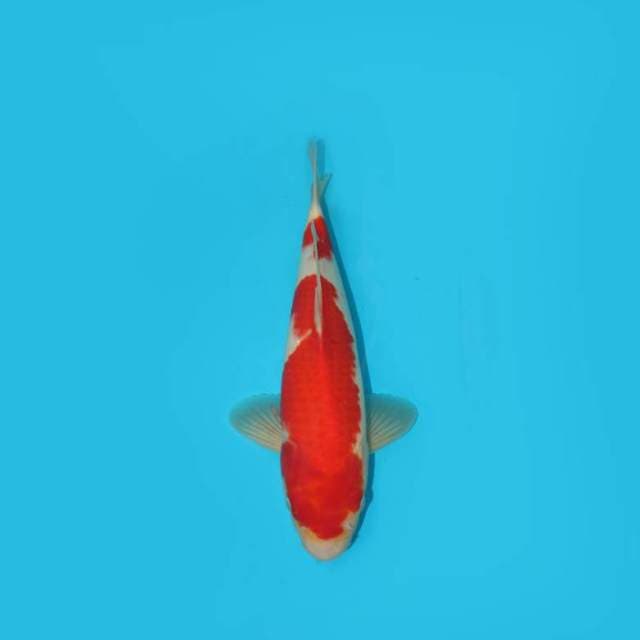 34 CM - RED WHITE