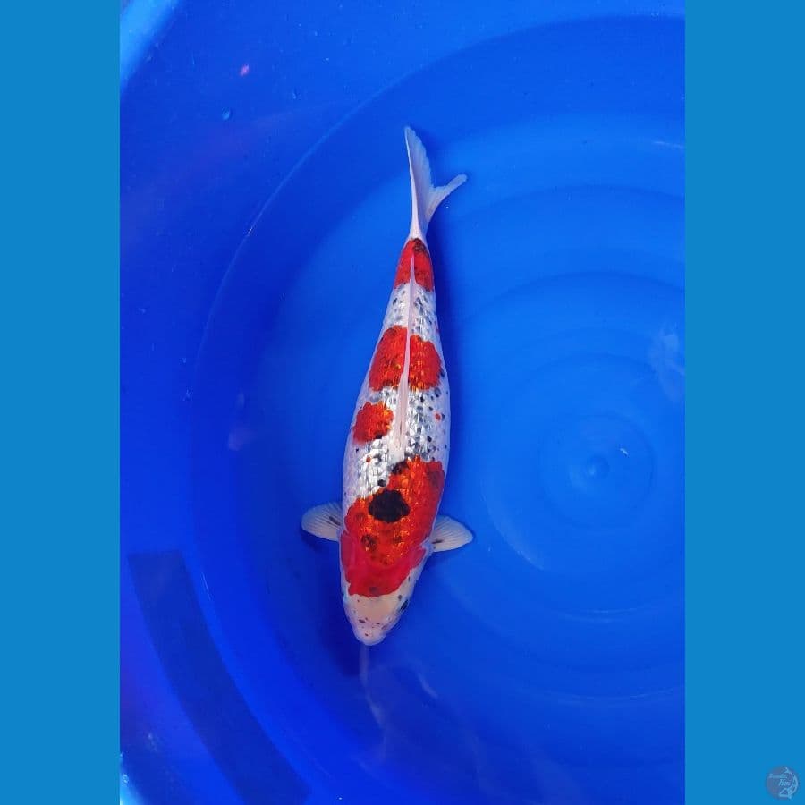 SANKE GOSHIKI BODY SUPER TORPEDO 47cm lokal rasa import
