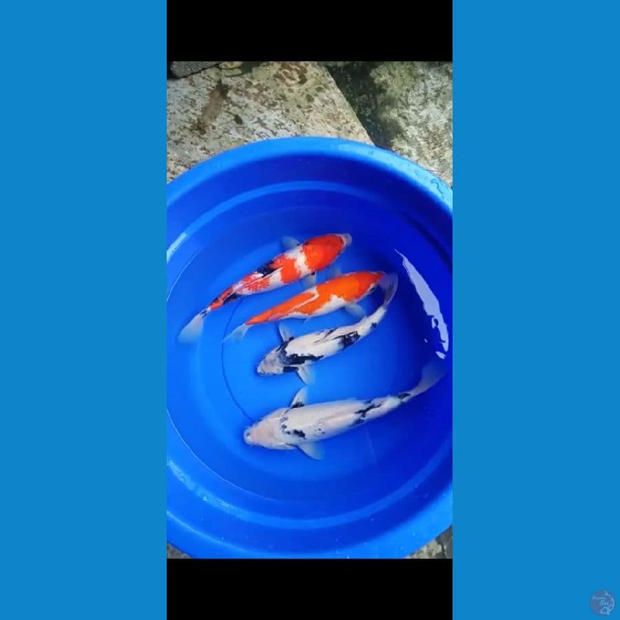 Paket mix showa siro 34-37cm