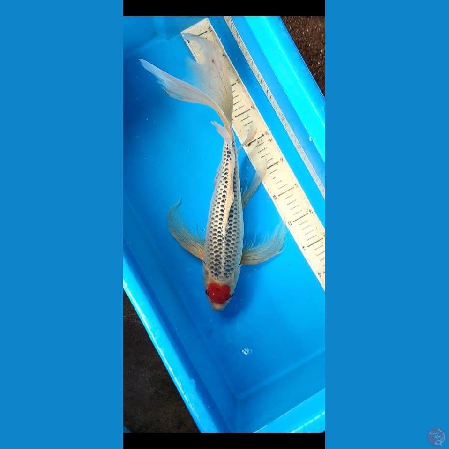 Tancho Gosiki 45cm ory