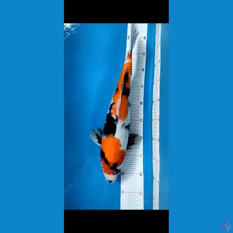 Showa 42cm