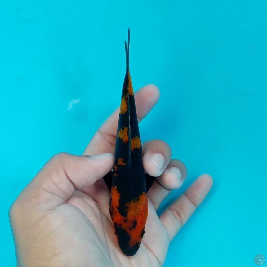 Minion - Hi Utsuri E 13cm