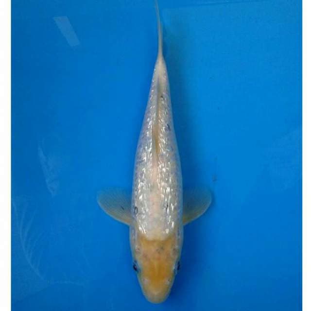 Bekko Ginrin Import non serti