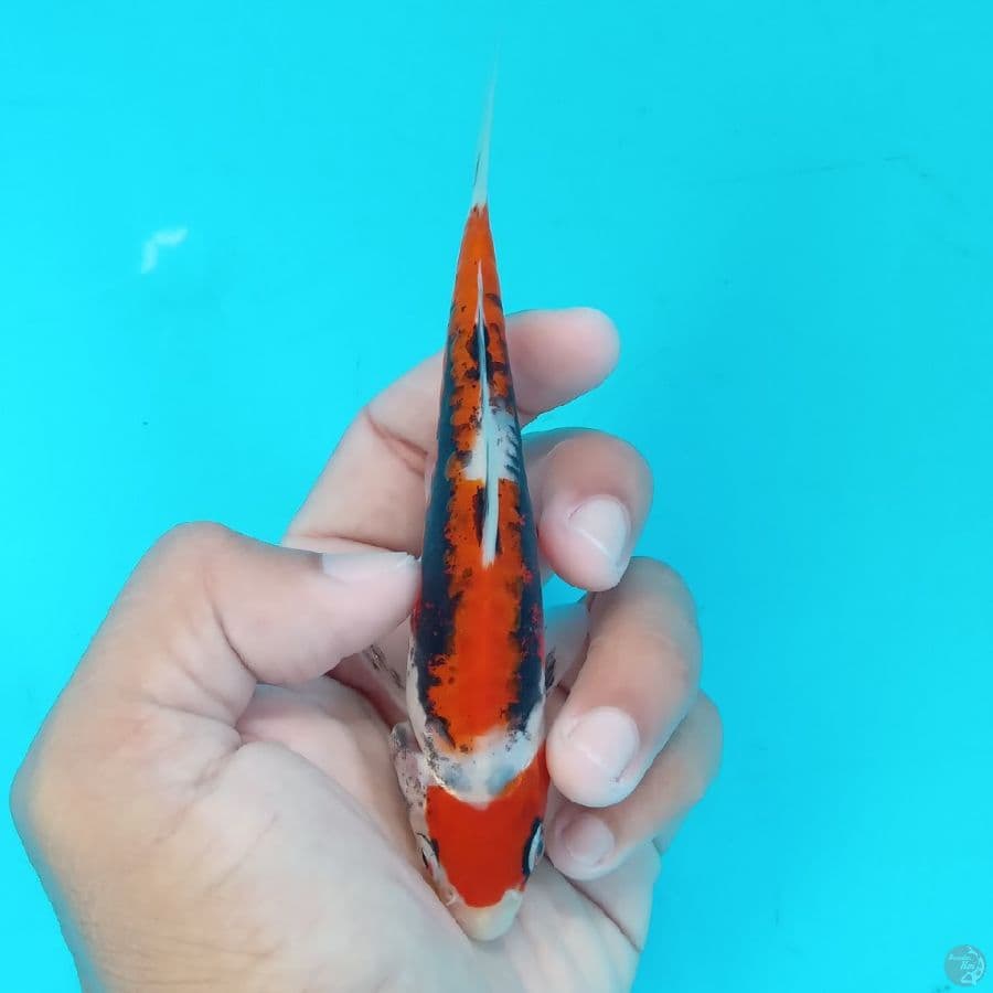 MINION - MARUTEN KUMONRYU F 13cm