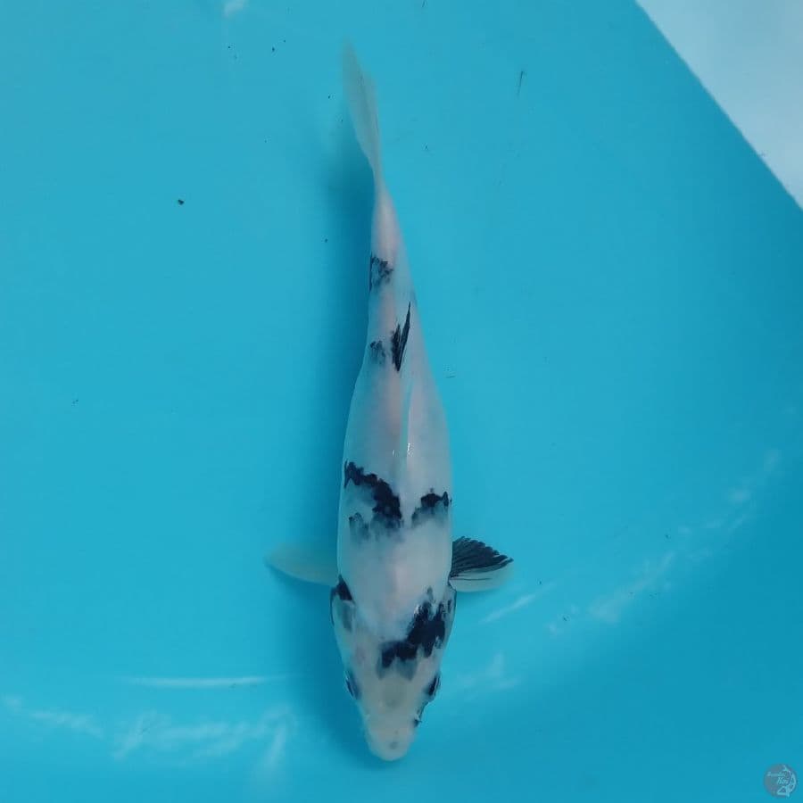 KINDAI SHIRO 21CM