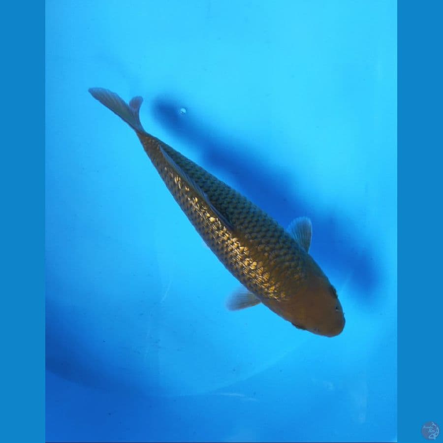 MIDORI GINRIN 25CM MALE