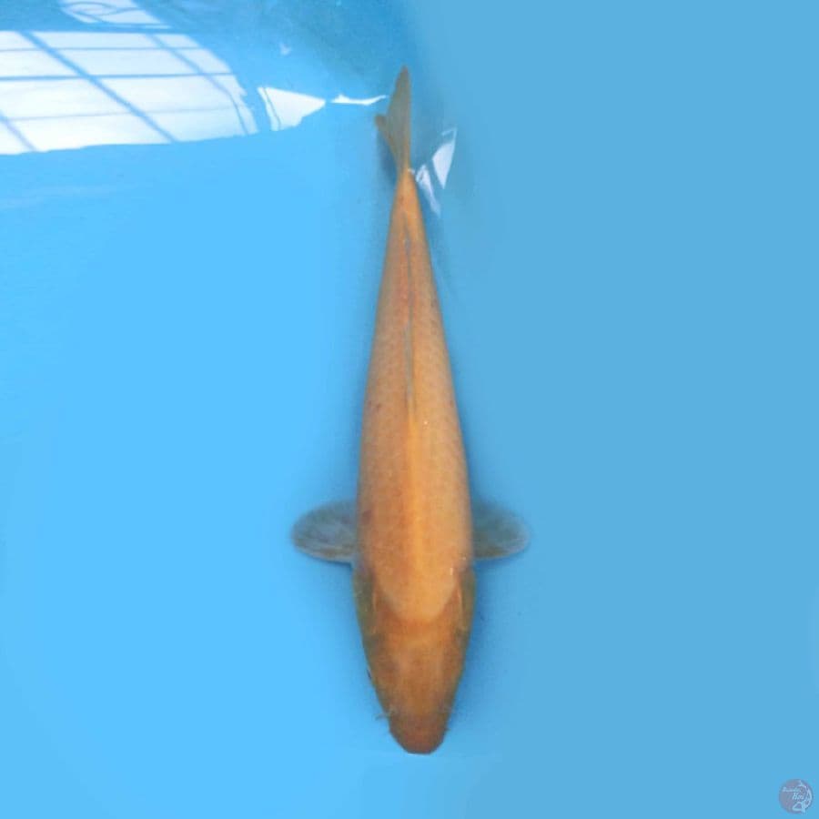Karashi F1 marudo 44cm