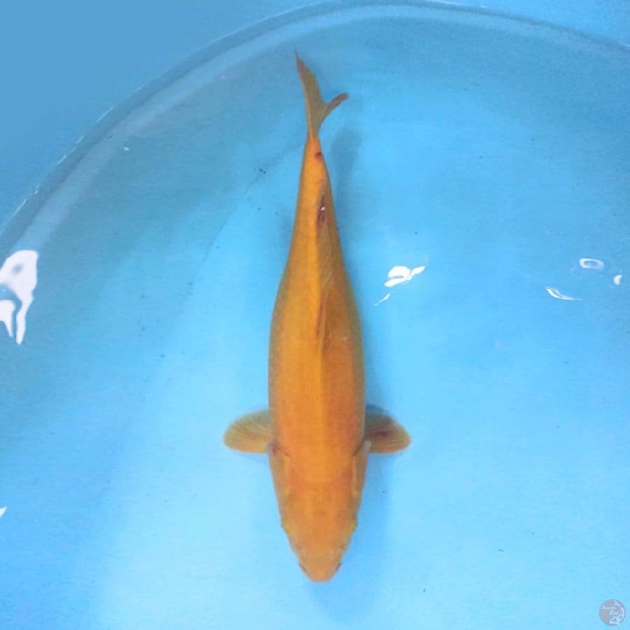 Karashi F1 marudo 42cm