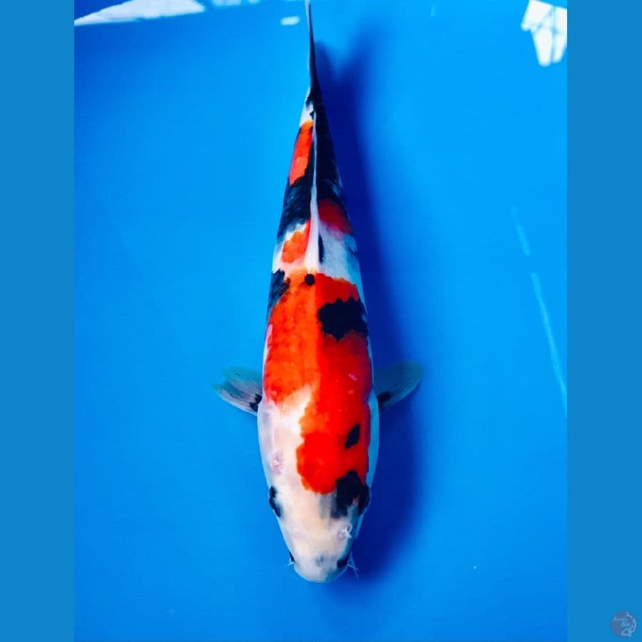 showa 25cm