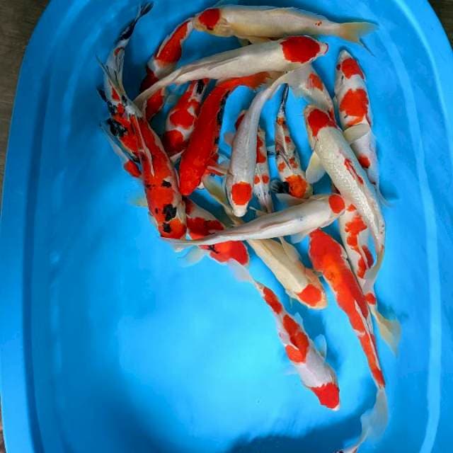 Paket mix 25-35cm 21ekor