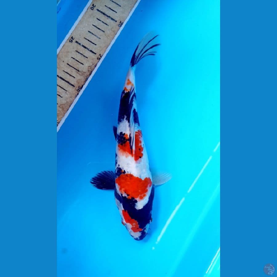 showa 25cm