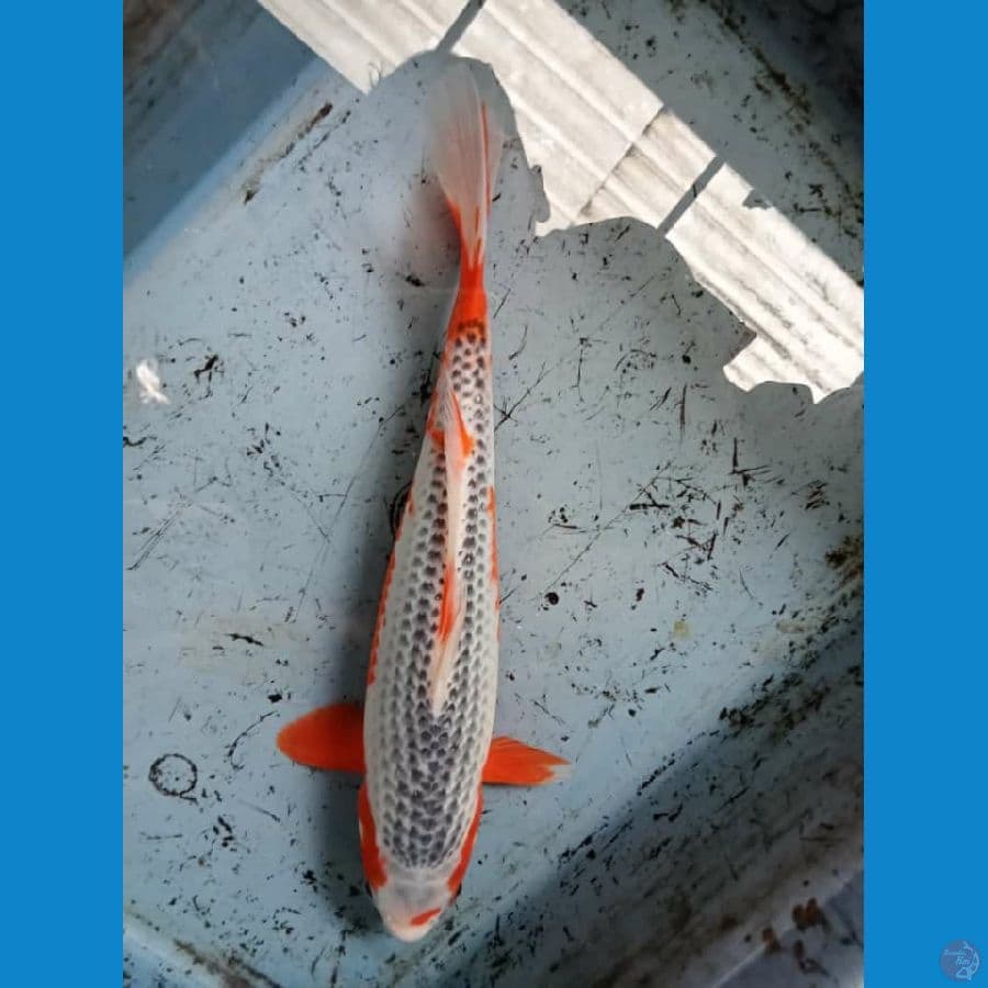 Asagi Merah strong 30 cm male