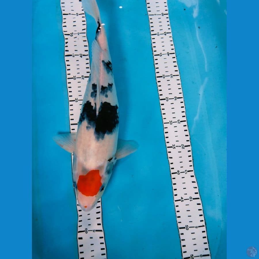 thancho showa 42cm orginal