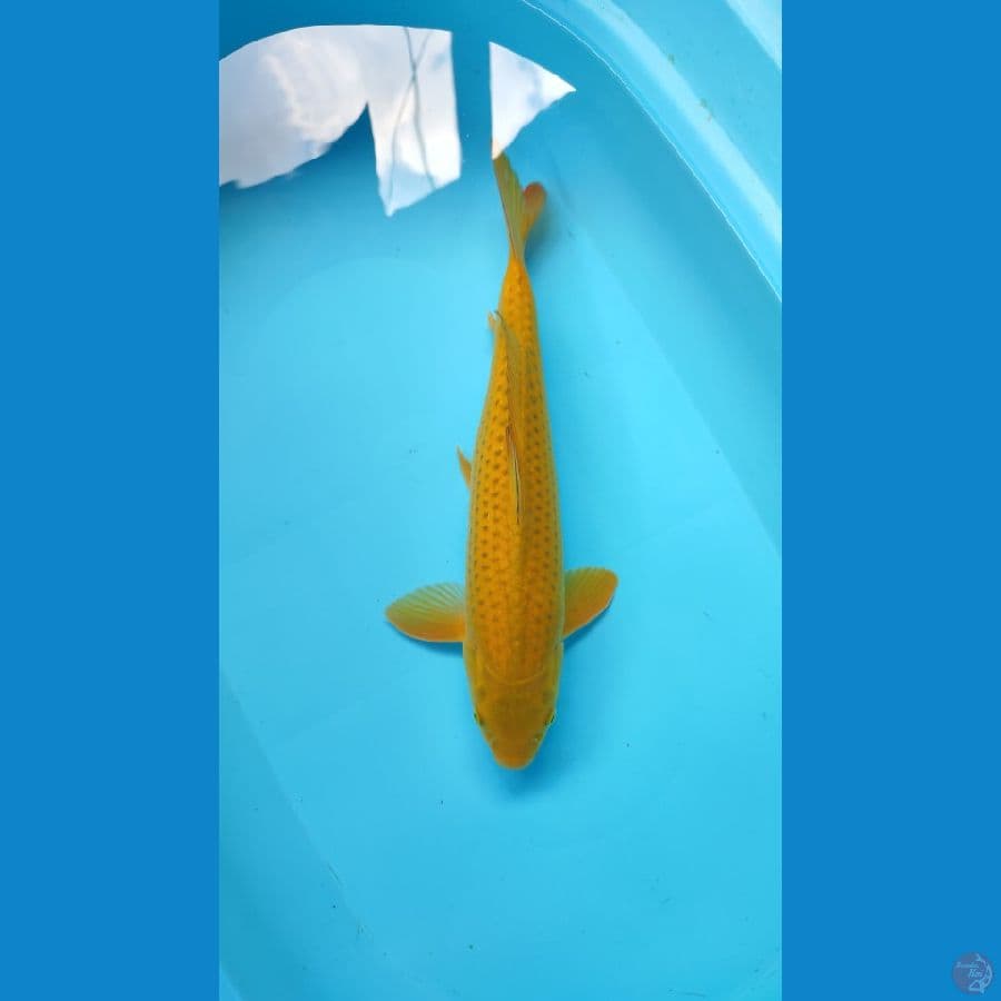 midori corn 39 cm jantan