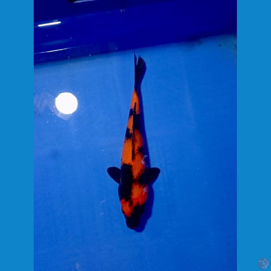 HI UTSURI JUOZZ 25 cm~