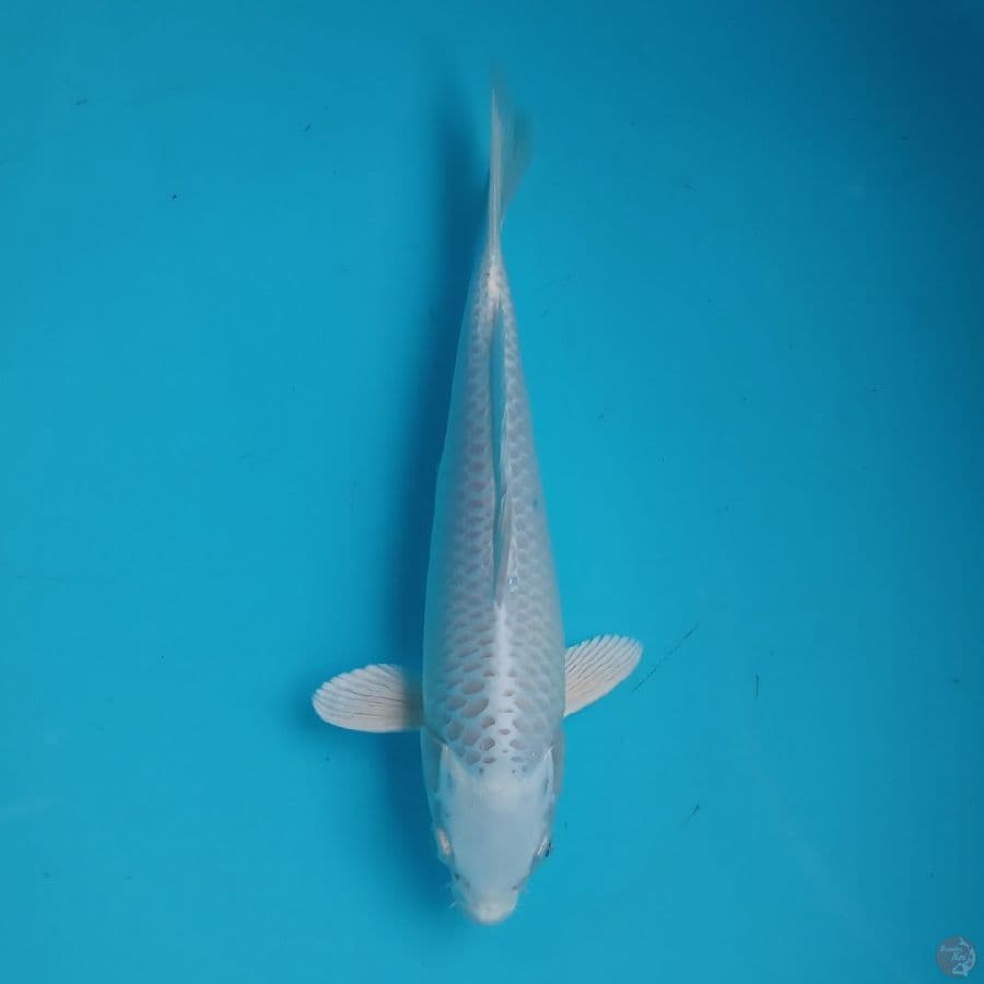 PLATINUM SILK WHITE 25CM
