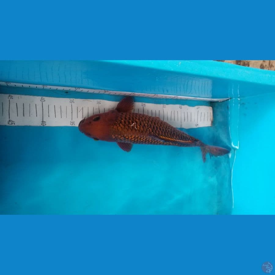 chagoi jantan ginrin
