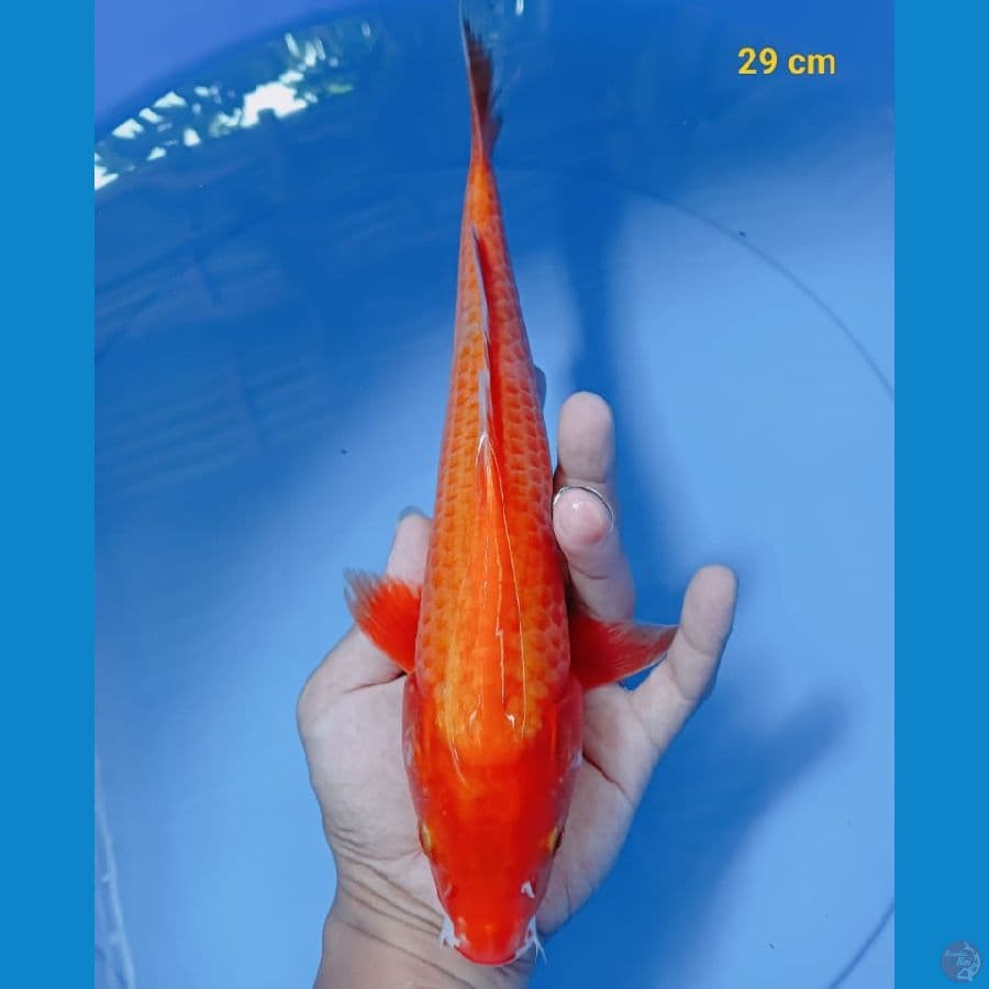 Red karasi 29 cm