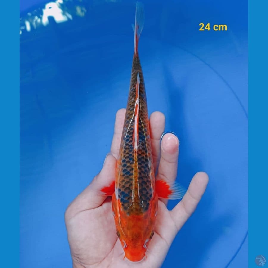 akamatsuba asagi 24 cm
