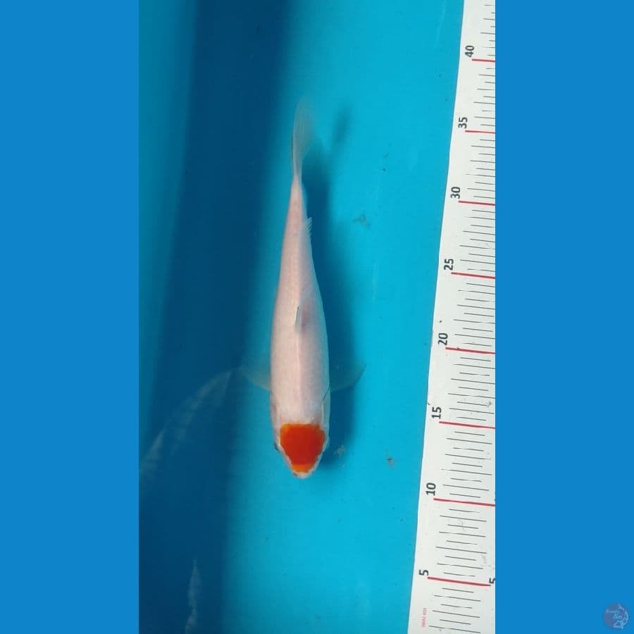 sz 24 cm