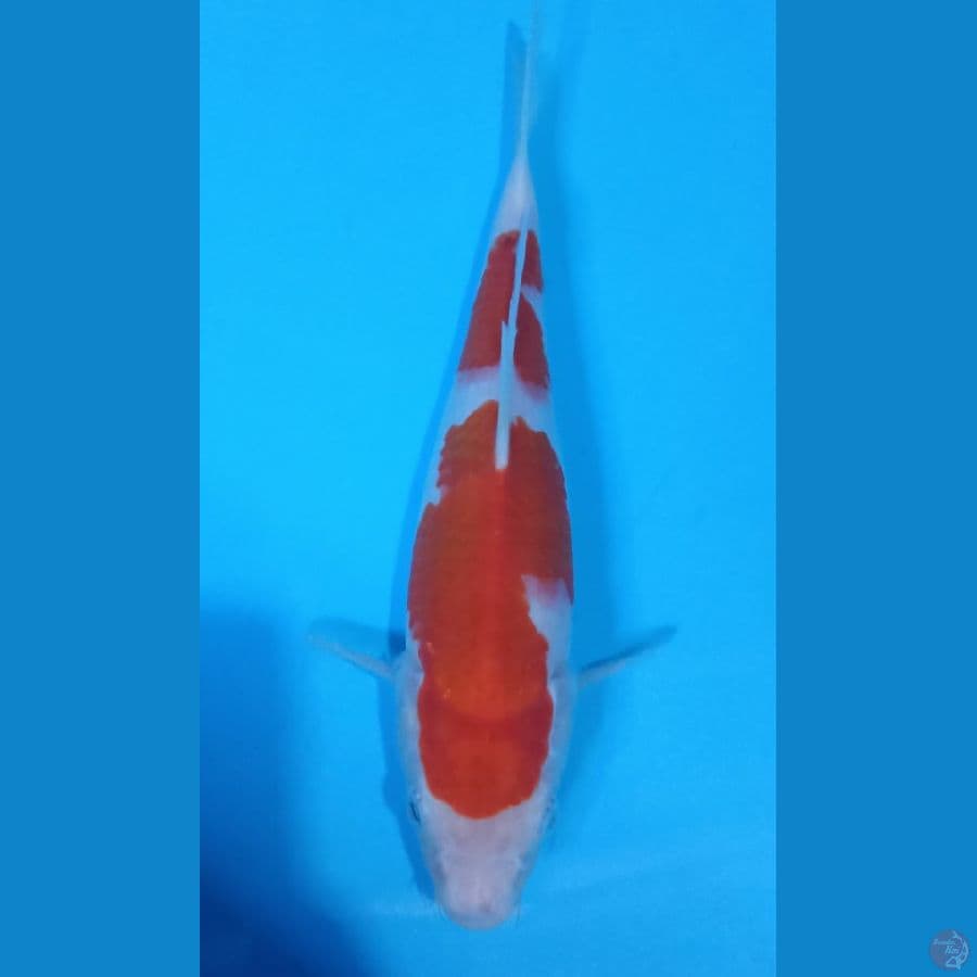 Kohaku 27cm