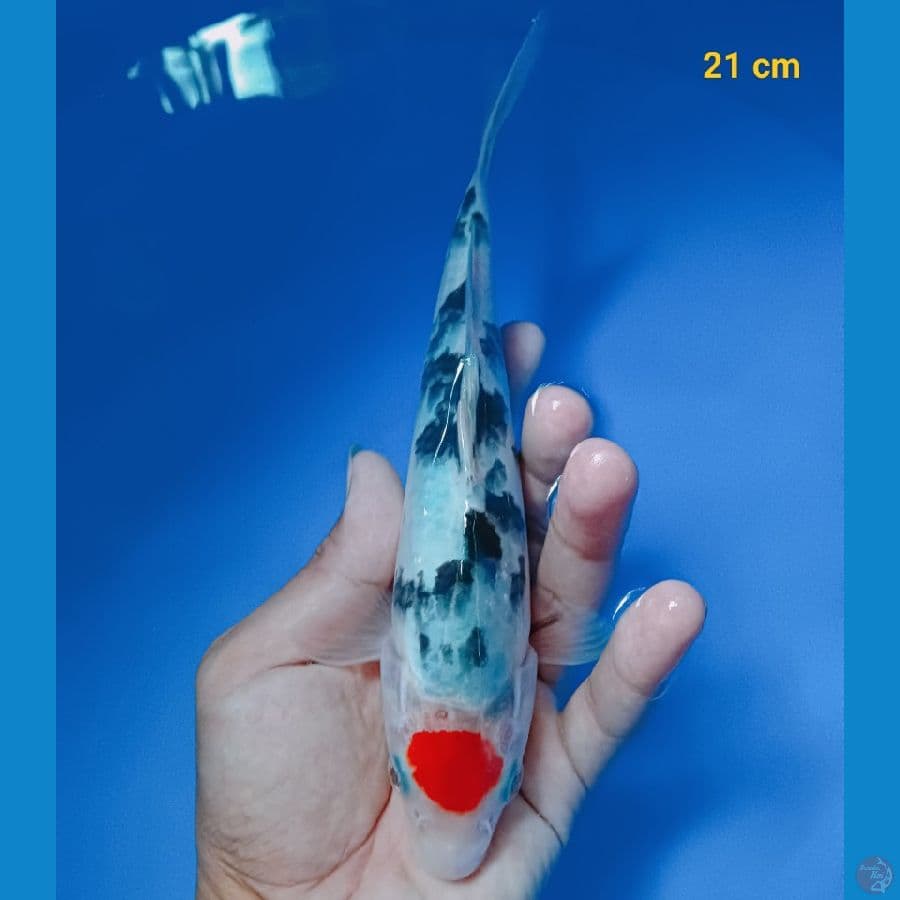 Tancho sanke 21 cm