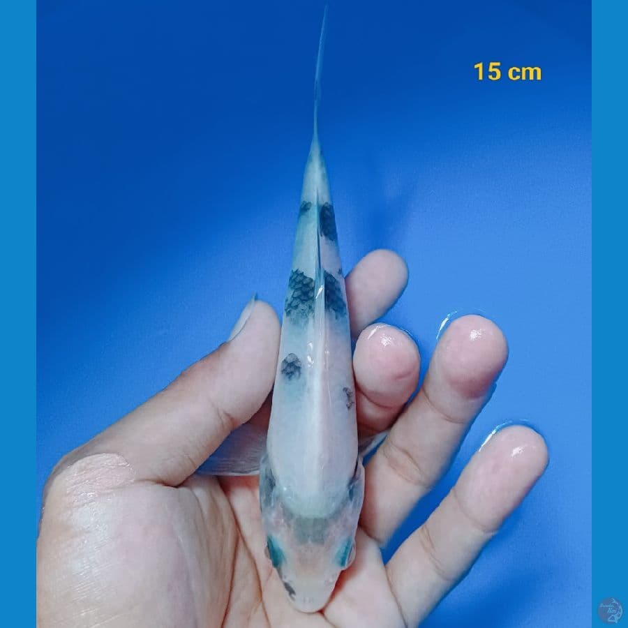 SQ Shiro 15 cm